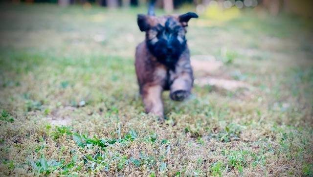 AKC Diana, a female Soft Coated Wheaten Terrier for sale in Maryland, MD – Photo 3 of 9
