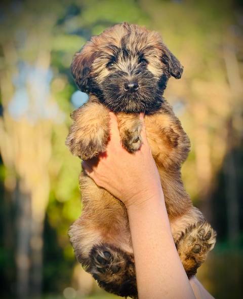 AKC Diana, a female Soft Coated Wheaten Terrier for sale in Maryland, MD – Photo 2 of 9