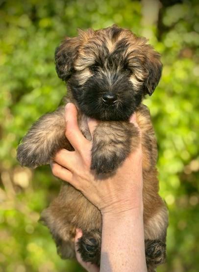 AKC Diana, a female Soft Coated Wheaten Terrier for sale in Maryland, MD – Photo 5 of 9