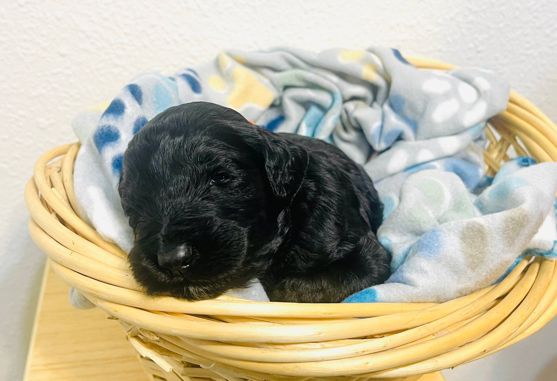 Jimmy Choo, a male Schnoodle for sale in Pleasanton, TX – Photo 5 of 7