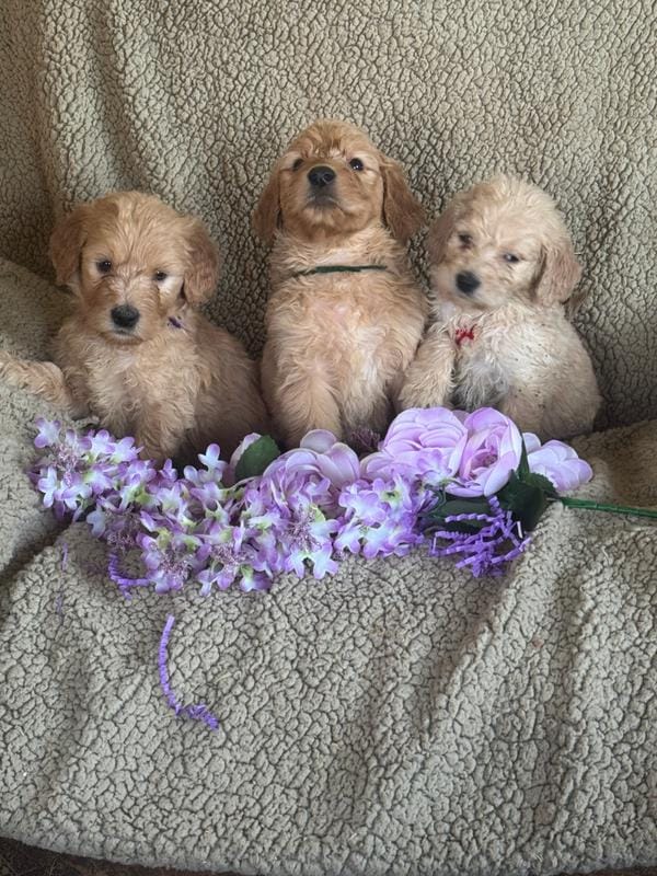 Gorgeous Medium Doodle