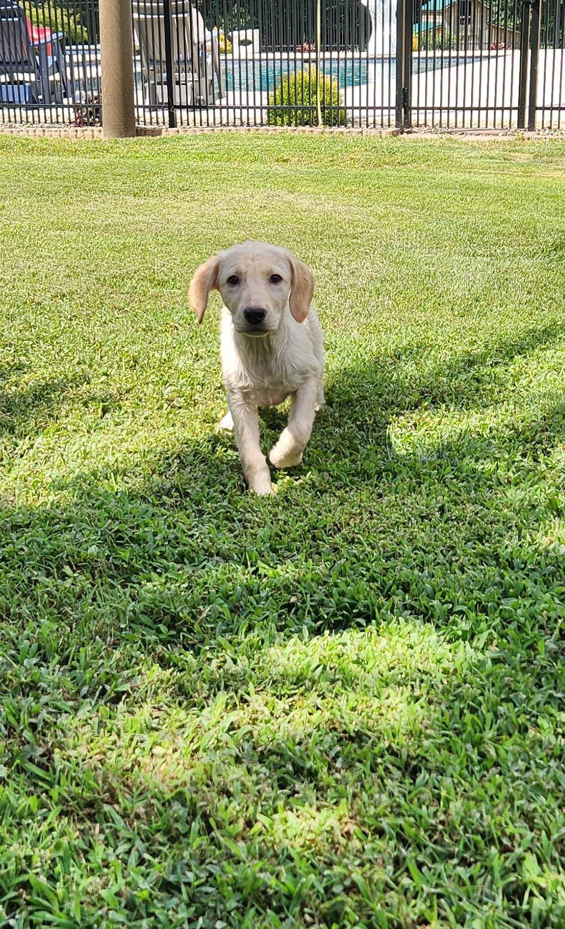 Labs On Sale, a female Labrador Retriever for sale in Julian, NC – Photo 3 of 9