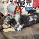 Lightning, a male Miniature Australian Shepherd for sale in Konawa, OK – Photo 3 of 7
