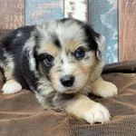 Lightning, a male Miniature Australian Shepherd for sale in Konawa, OK – Photo 5 of 7