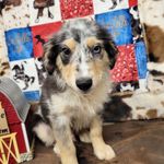 Lightning, a male Miniature Australian Shepherd for sale in Konawa, OK – Photo 2 of 7