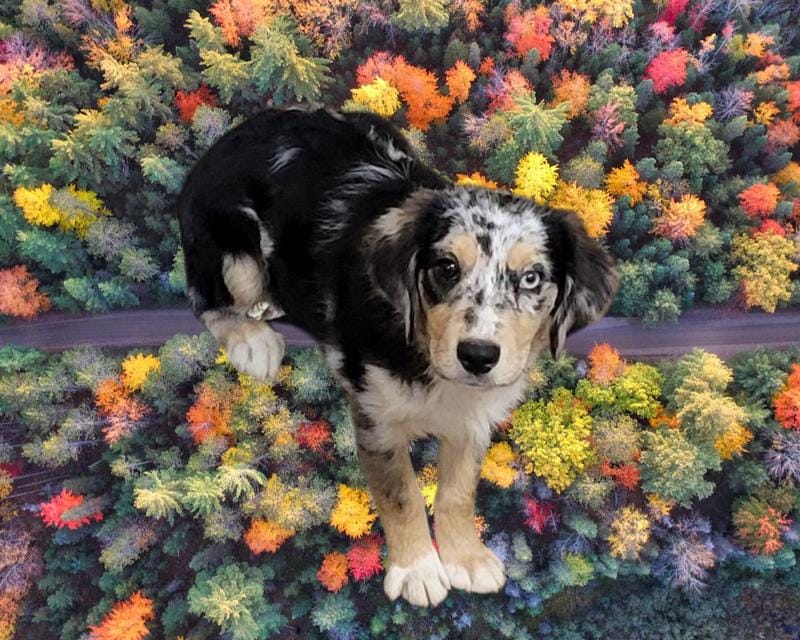 Lightning, a male Miniature Australian Shepherd for sale in Konawa, OK – Photo 1 of 7
