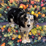 Lightning, a male Miniature Australian Shepherd for sale in Konawa, OK – Photo 1 of 7