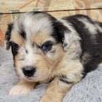 Lightning, a male Miniature Australian Shepherd for sale in Konawa, OK – Photo 7 of 7