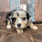 Lightning, a male Miniature Australian Shepherd for sale in Konawa, OK – Photo 6 of 7