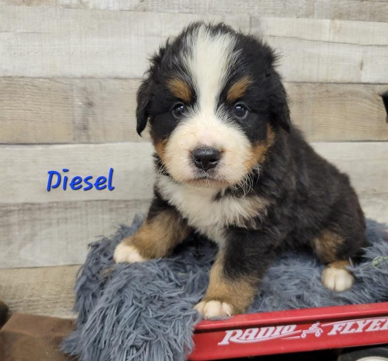 Diesel