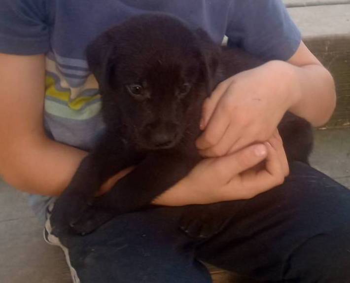 Magnum, a male Labrador Retriever for sale in North Freedom, WI – Photo 3 of 5