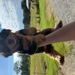 Sailor, a female Yorkshire Terrier for sale in Plainville, GA – Photo 3 of 3