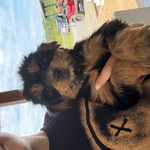 Sailor, a female Yorkshire Terrier for sale in Plainville, GA – Photo 1 of 3