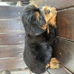 Sailor, a female Yorkshire Terrier for sale in Plainville, GA – Photo 2 of 3