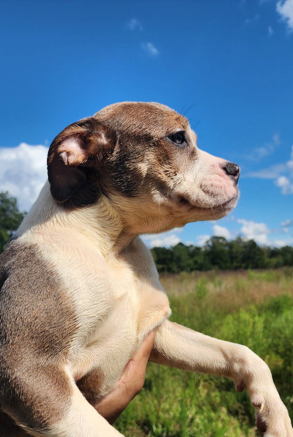 Female 2, a female Olde English Bulldogge for sale in Kenbridge, VA – Photo 3 of 3