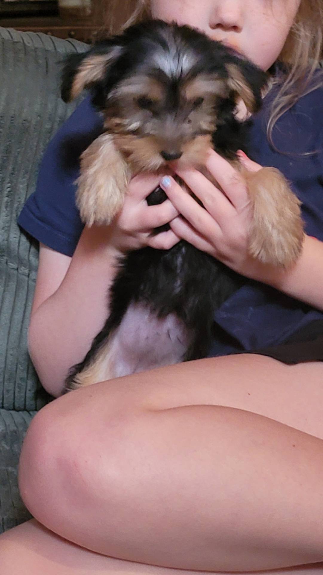 Black Jack, a male Yorkshire Terrier for sale in Young Harris, GA – Photo 2 of 7