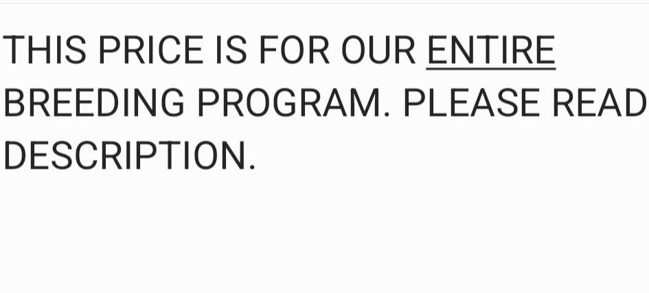 6 biewers, a male Yorkshire Terrier for sale in Young Harris, GA – Photo 2 of 3