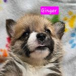 Ginger, a female Pembroke Welsh Corgi for sale in Torrington, WY – Photo 1 of 3