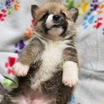 Ginger, a female Pembroke Welsh Corgi for sale in Torrington, WY – Photo 3 of 3