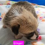 Ginger, a female Pembroke Welsh Corgi for sale in Torrington, WY – Photo 2 of 3