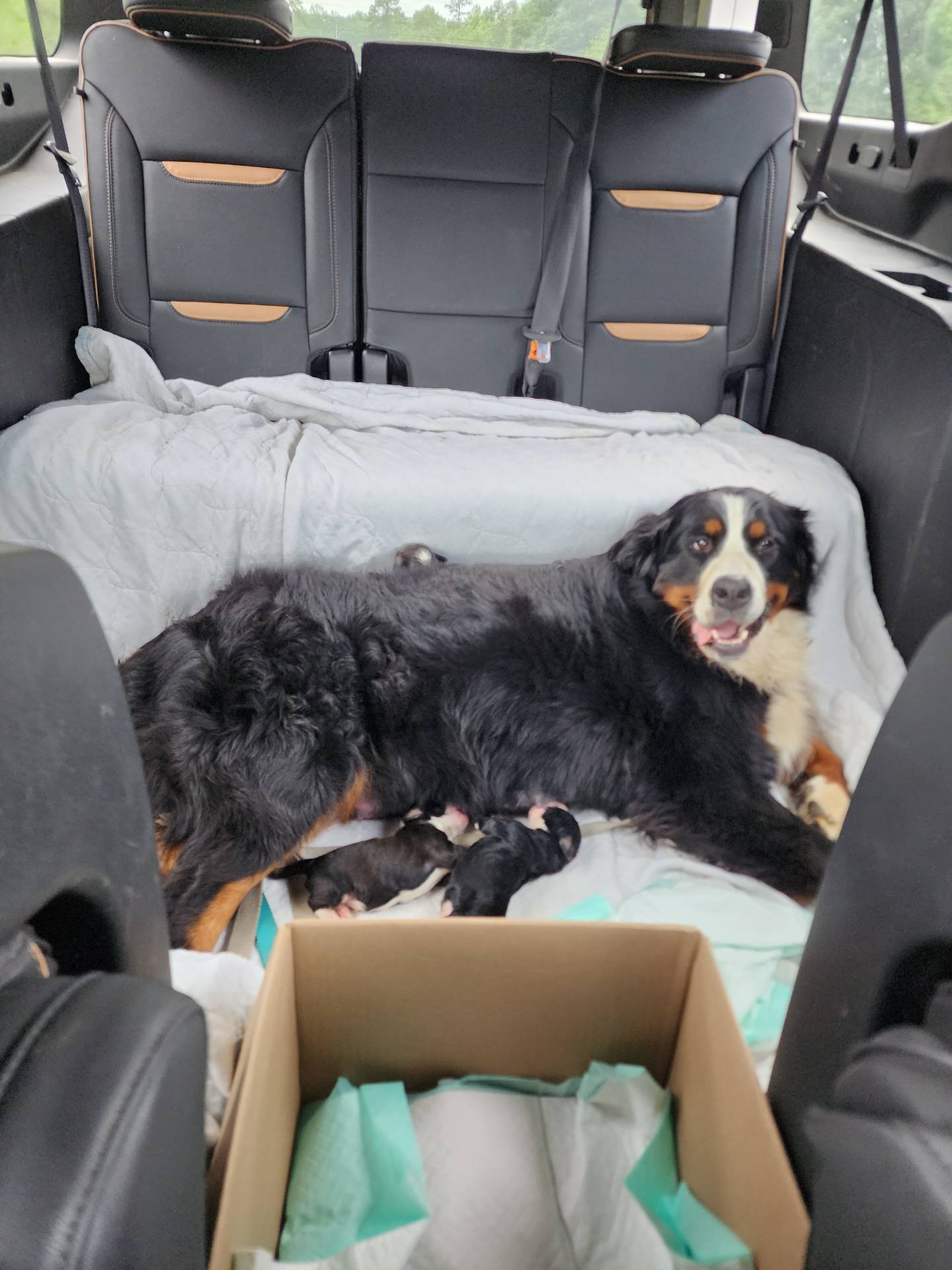 F1 Bernedoodle  Standard, a female Bernedoodle and Poodle - Standard  for sale in Alexander City, AL – Photo 7 of 7