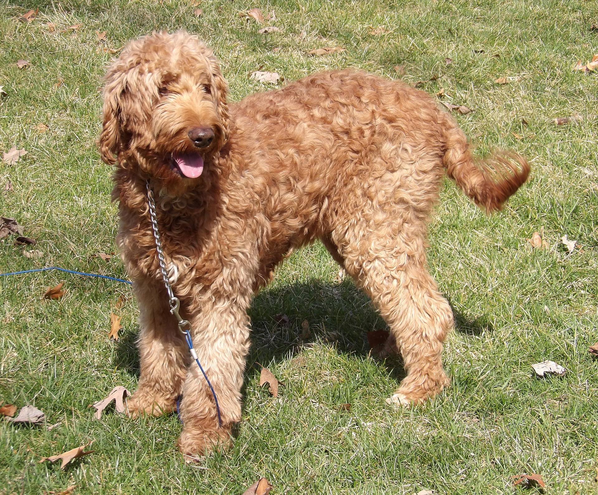 Dion, a male Goldendoodle and Poodle - Toy  for sale in Middlebury, IN – Photo 8 of 8