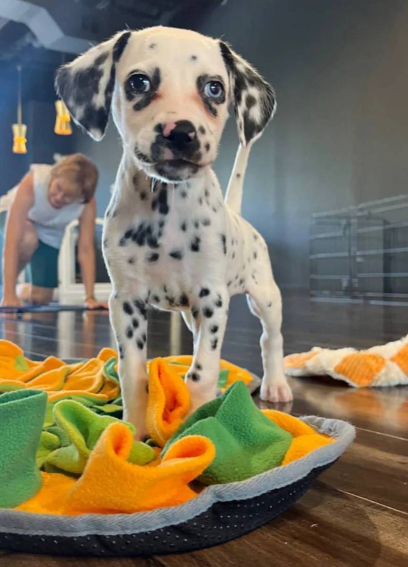 Davey 1 blue eye, a male Dalmatian for sale in San Antonio, TX – Photo 4 of 5