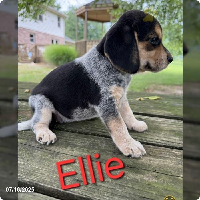 Ellie