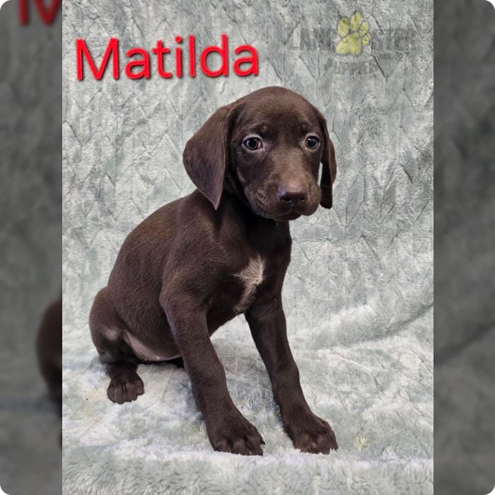 Matilda