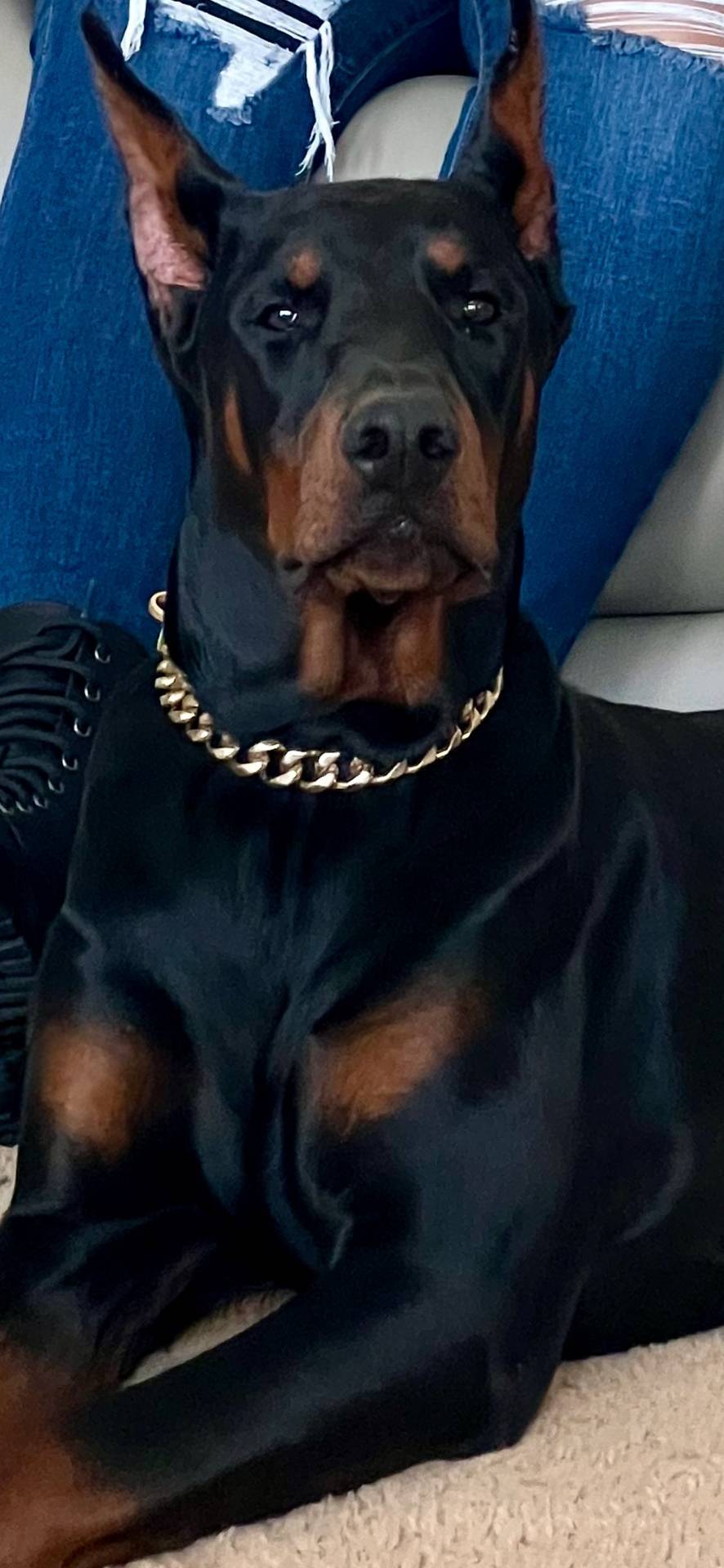 Major- AKC Champion Bloodline – Doberman Pinscher puppy for sale in Sugar Hill, GA