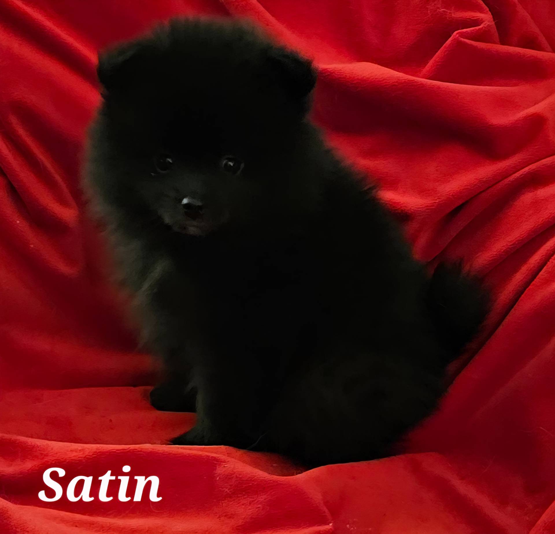 AKC SATIN