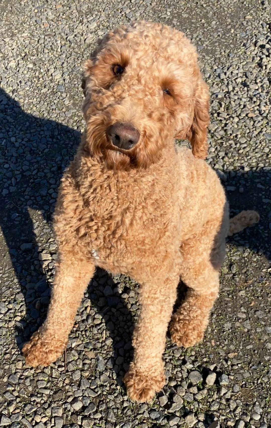 F1 Medium-Sized Goldendoodle, a  Goldendoodle and Poodle - Standard  for sale in Silverton, OR – Photo 2 of 10