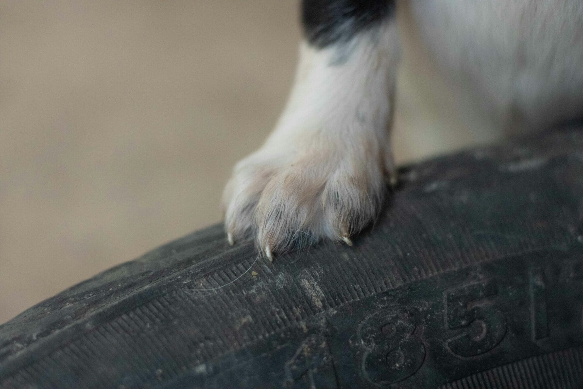 How to Trim Your Dog's Nails