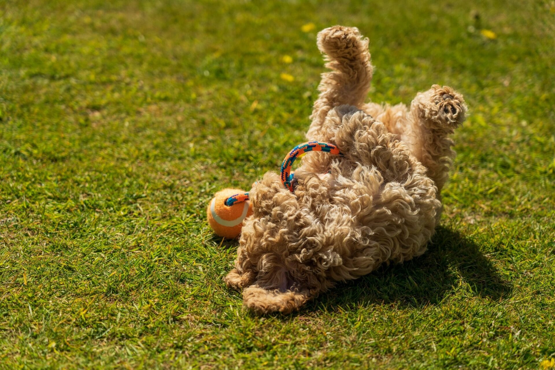 Maintaining a Beautiful Lawn While Keeping Dogs Safe: A Comprehensive Guide