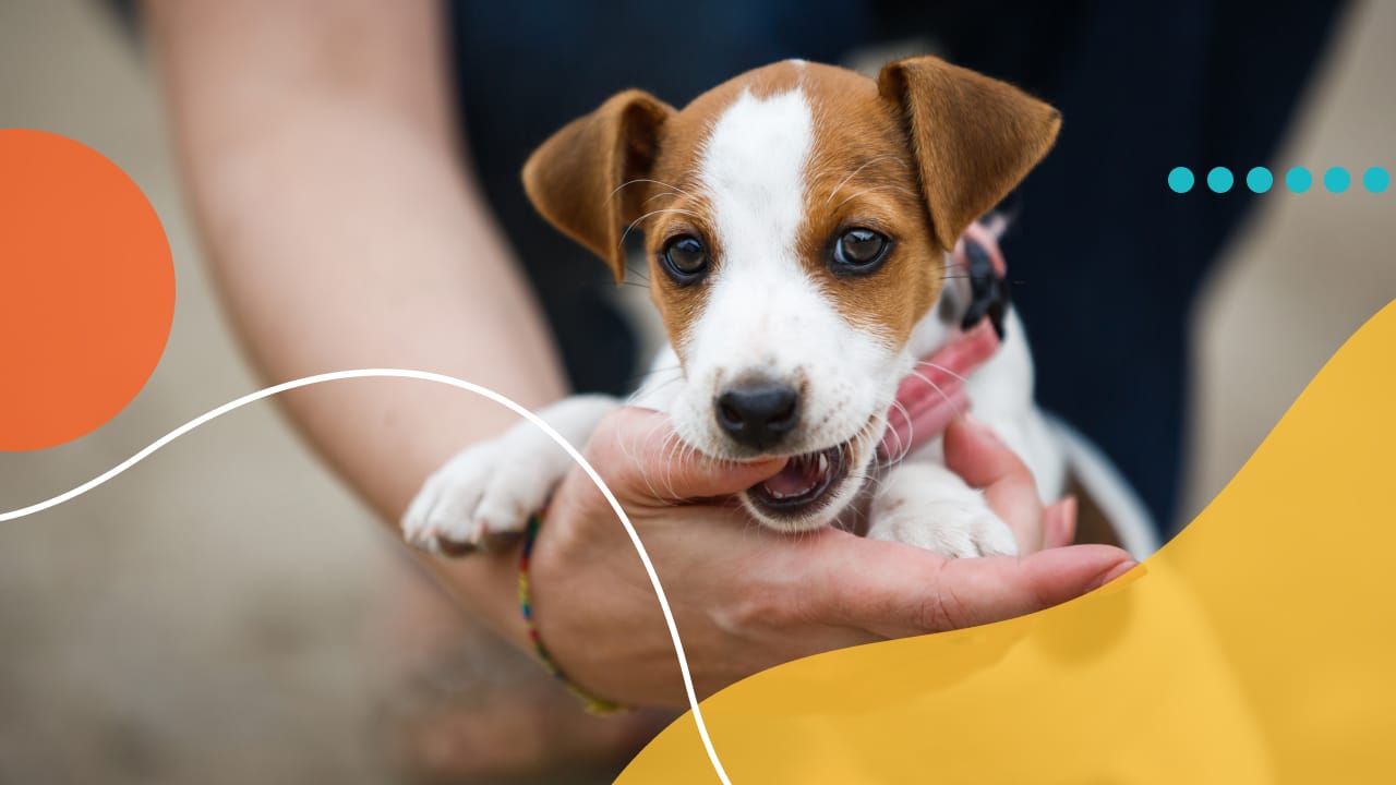 How to Sell a Puppy the Right Way