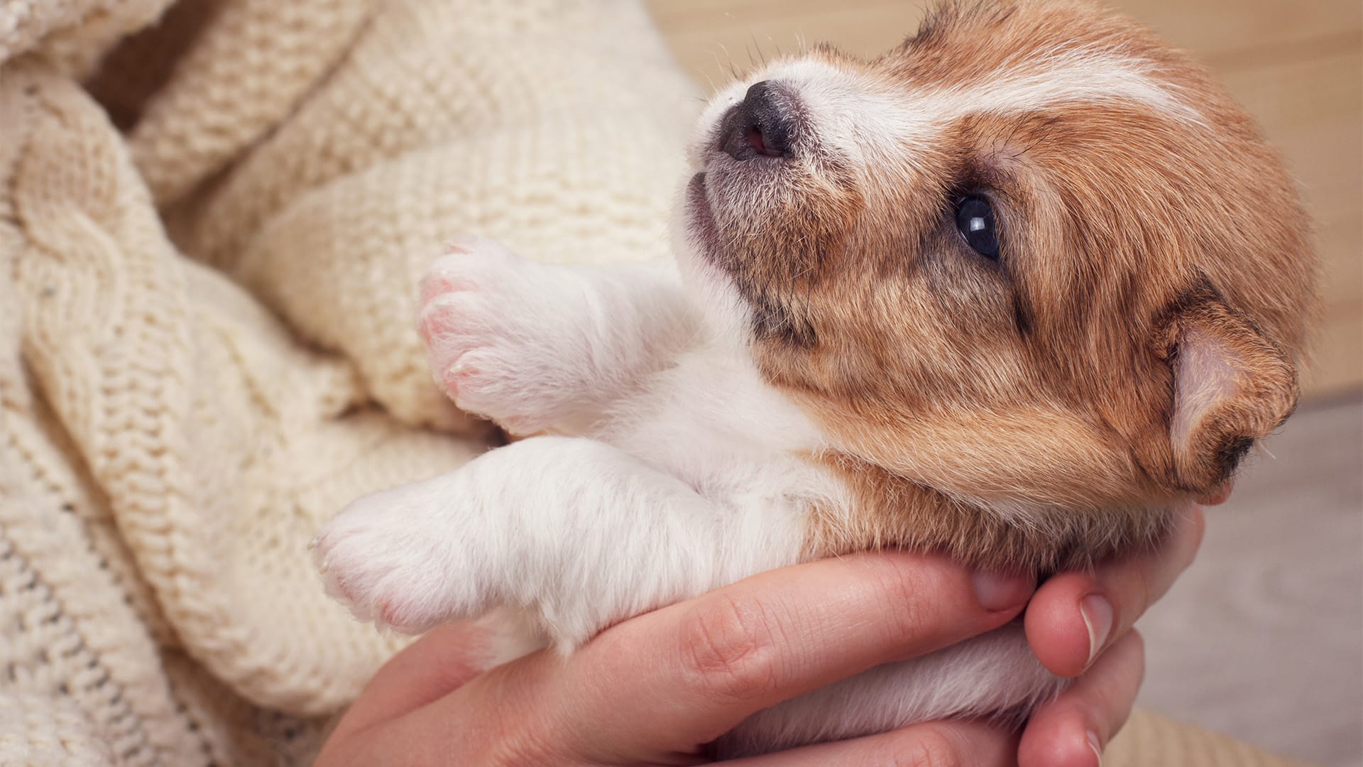 Essential Puppy Checklist: Everything You Need for Your New Furry Friend