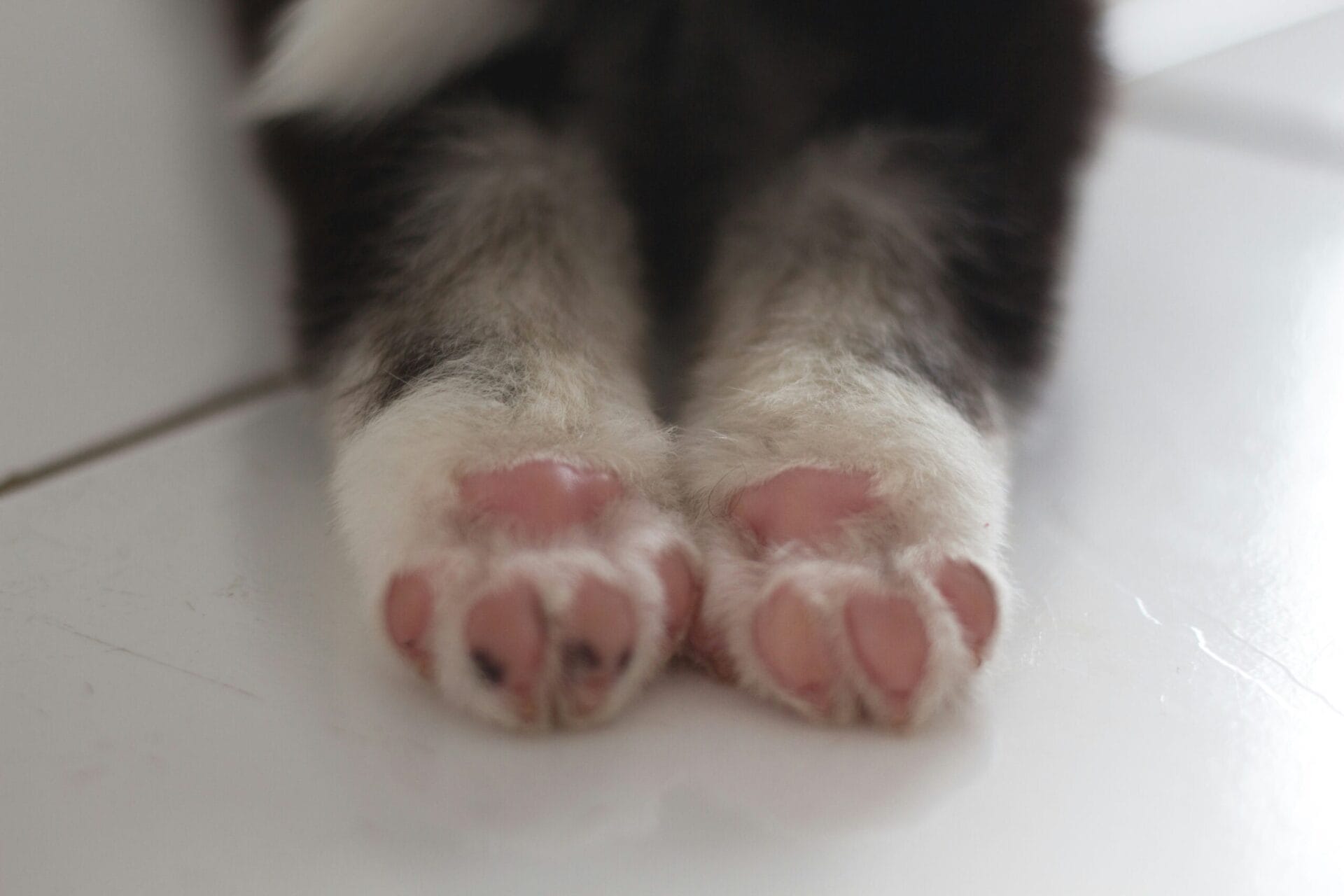 Toe Trimming 101: How to Trim Your Puppy’s Toenails