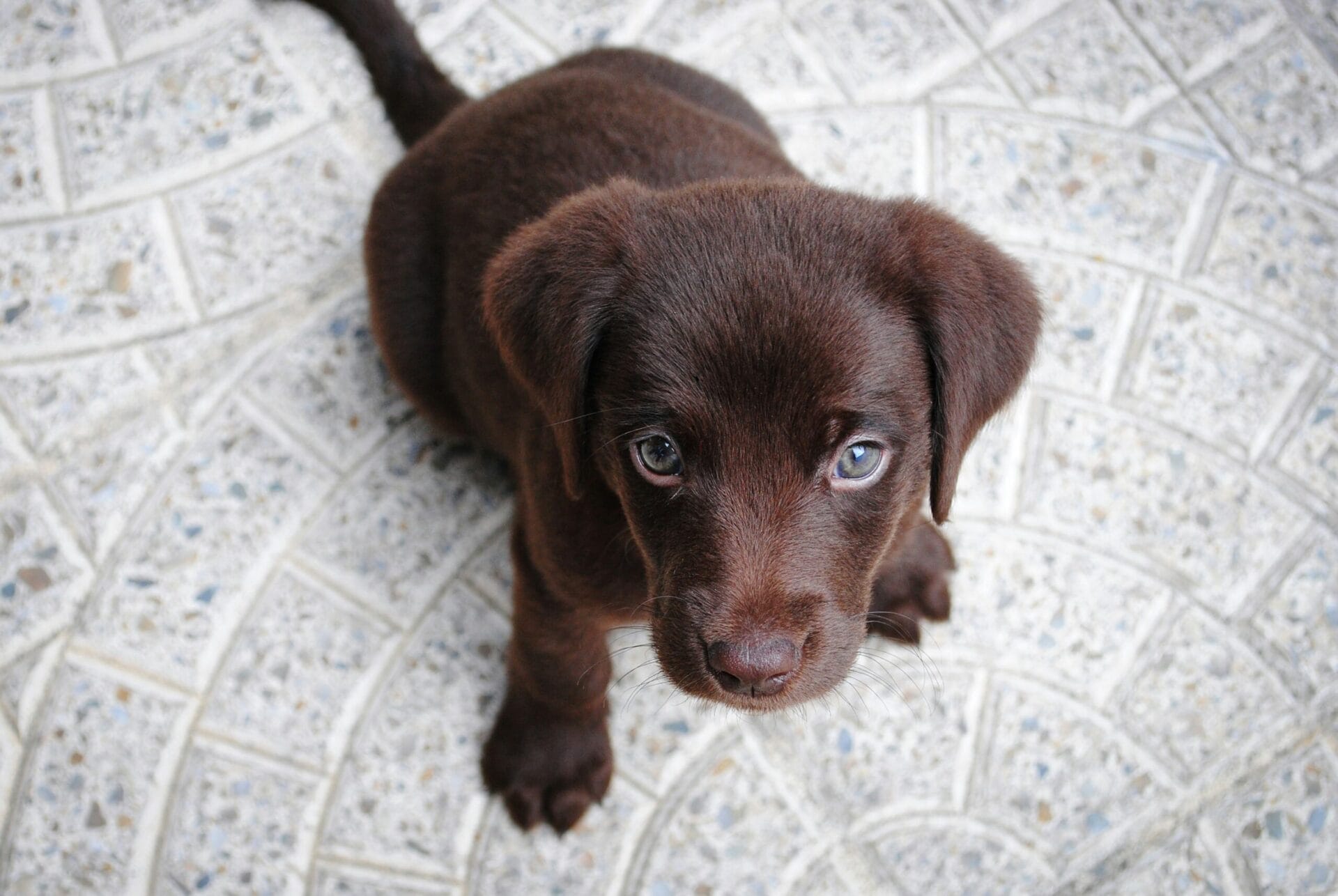 Mastering Puppy Independence: Can I Leave My Puppy Home Alone?