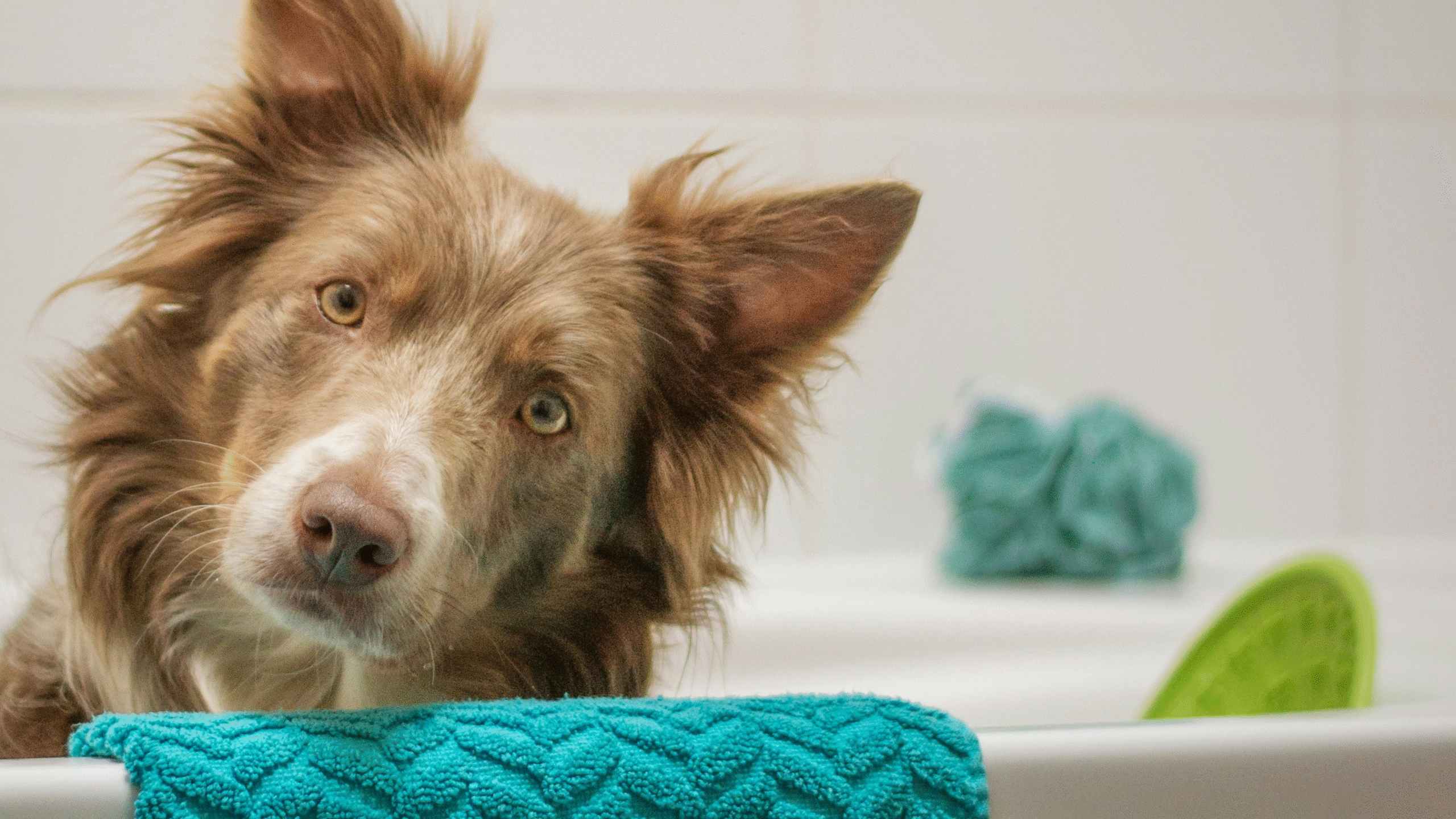 Can You Use Baby Shampoo on Dogs?