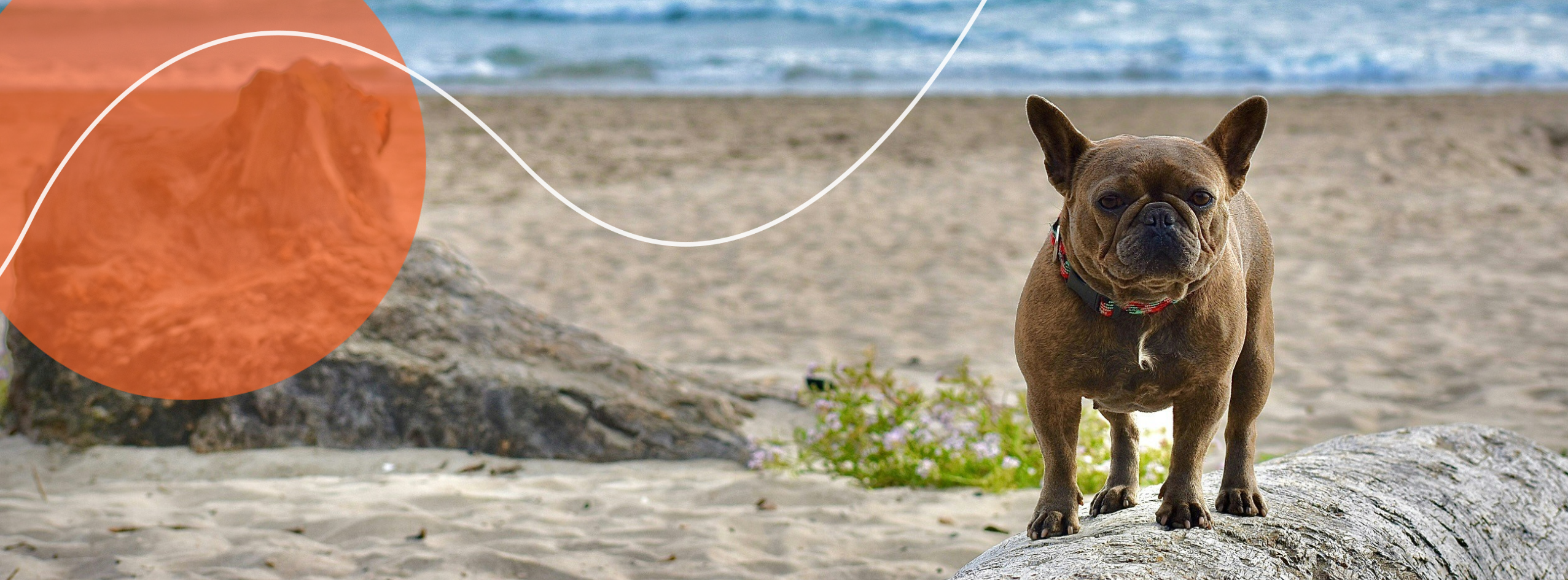 Tips to Help Your Dog Stay Safe and Cool This Summer — Avoiding Heatstroke and Identifying the Signs of Heatstroke