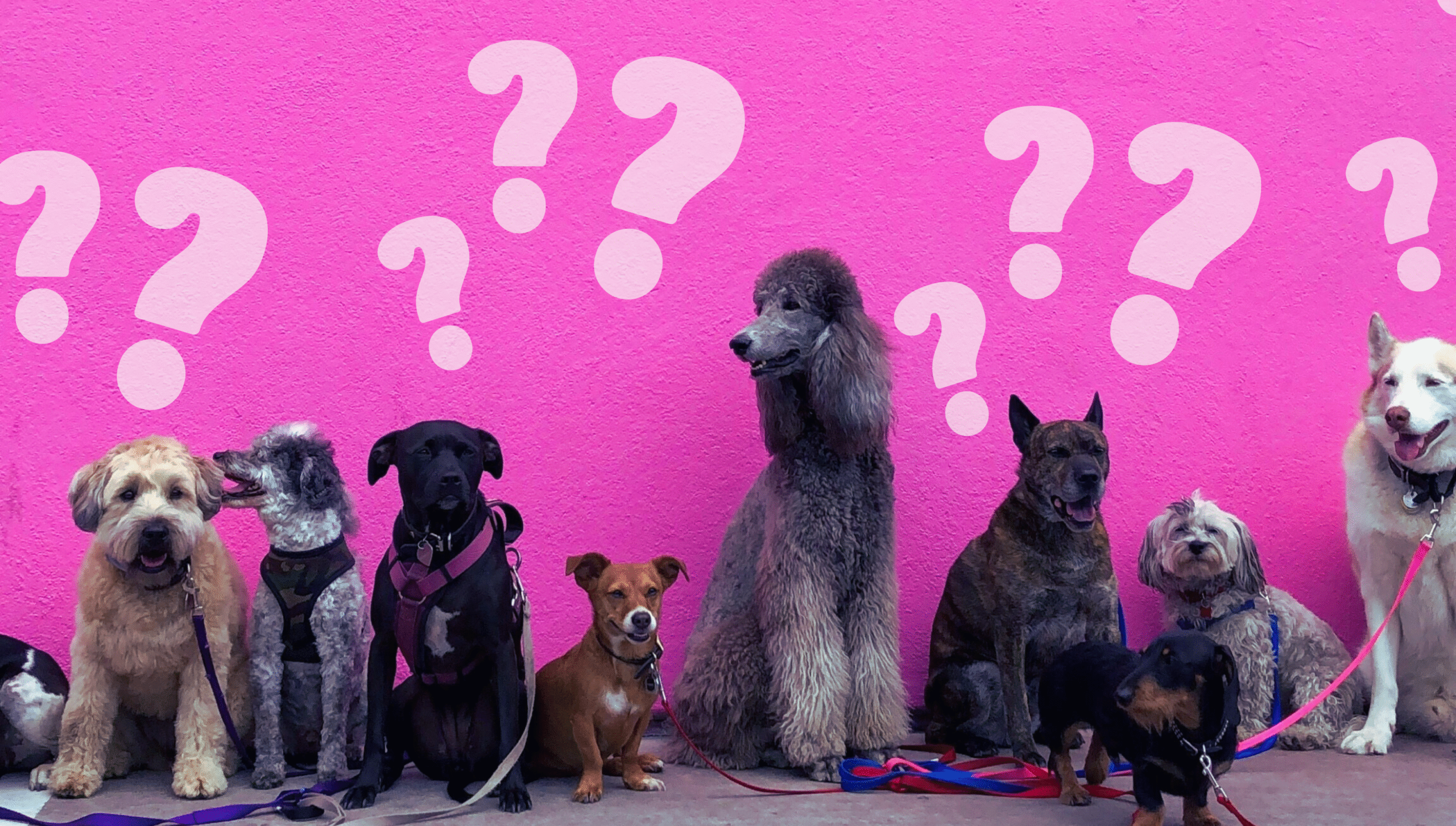 Tips for Choosing the Perfect Dog Breed for Your Family