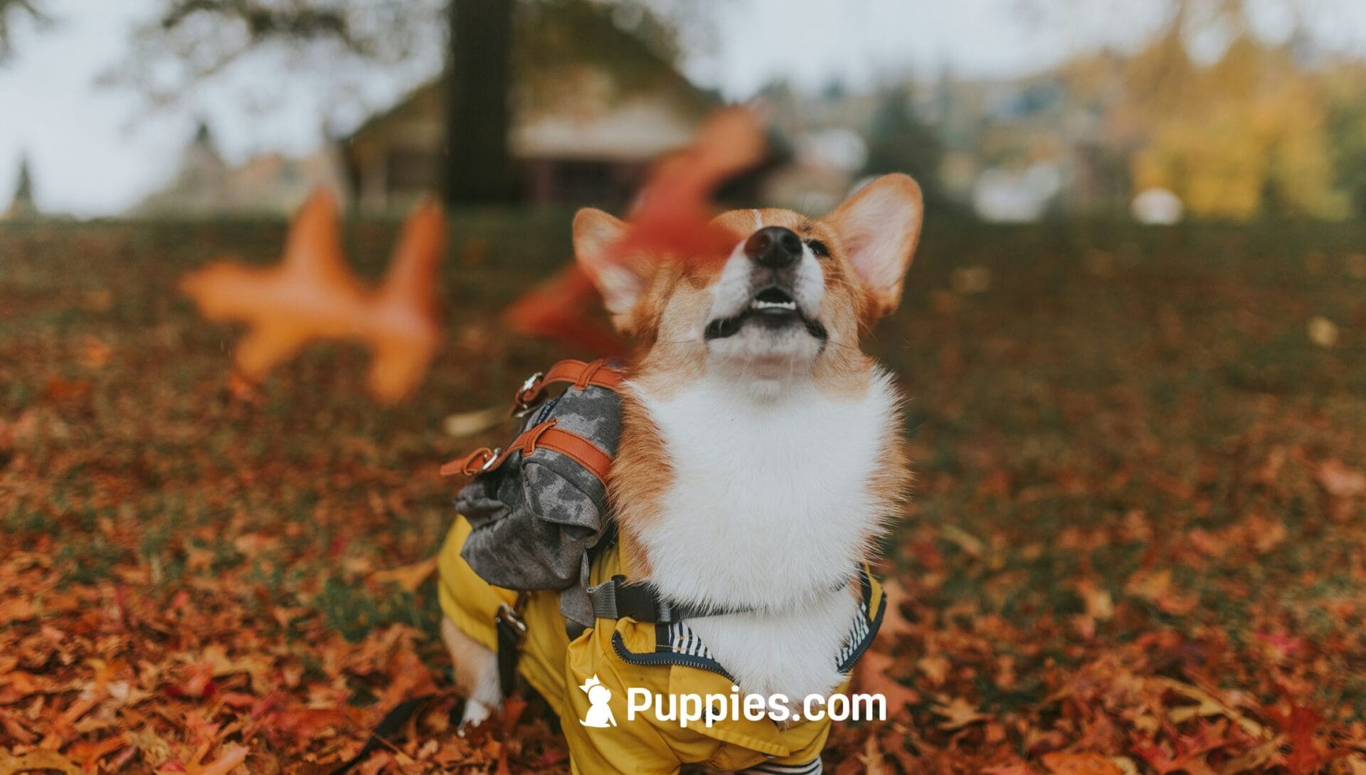 Keep Your Dog Safe This Fall: Essential Tips for a Happy, Healthy Season