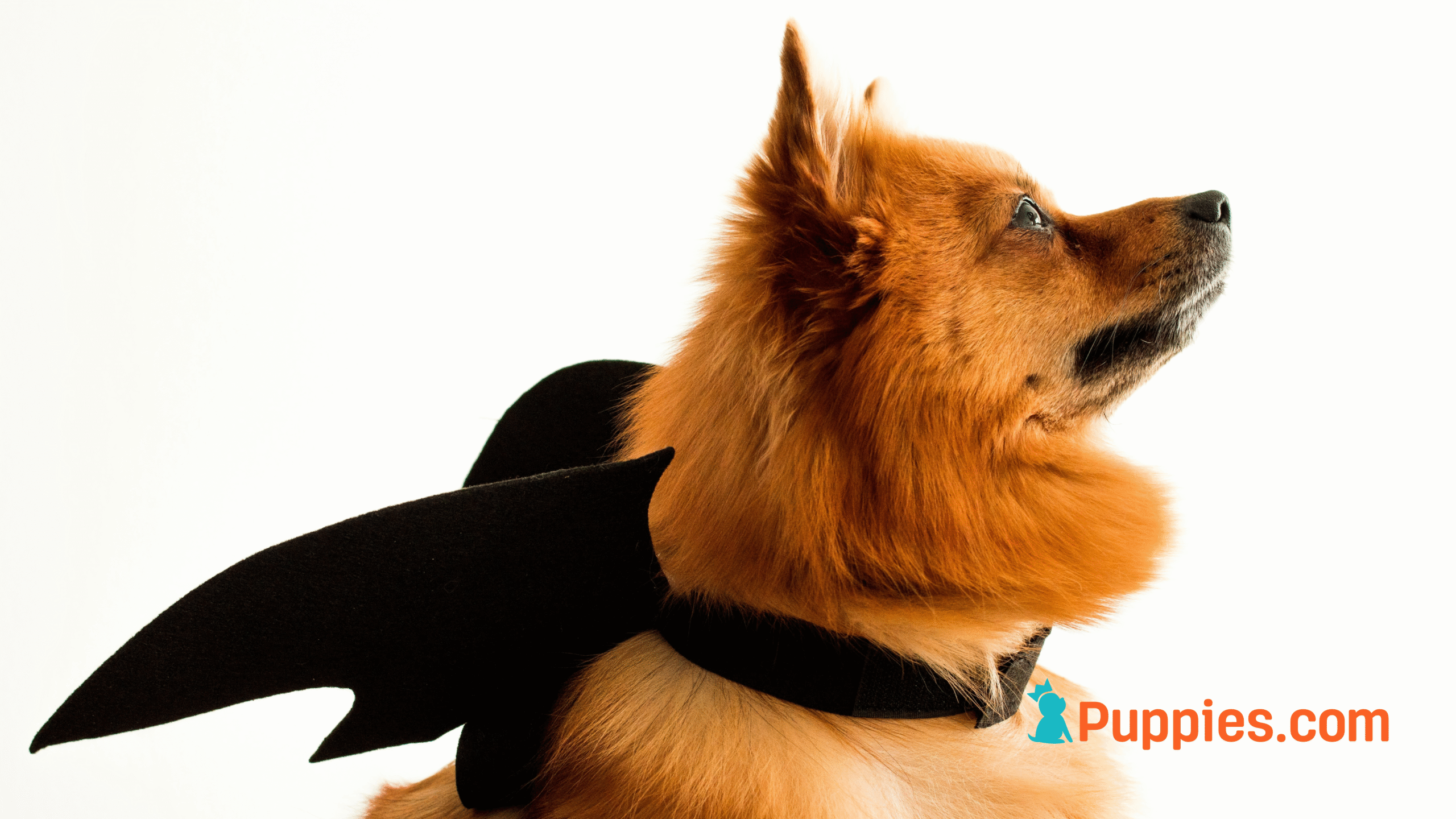 Crafting Safe and Creative Homemade Dog Costumes