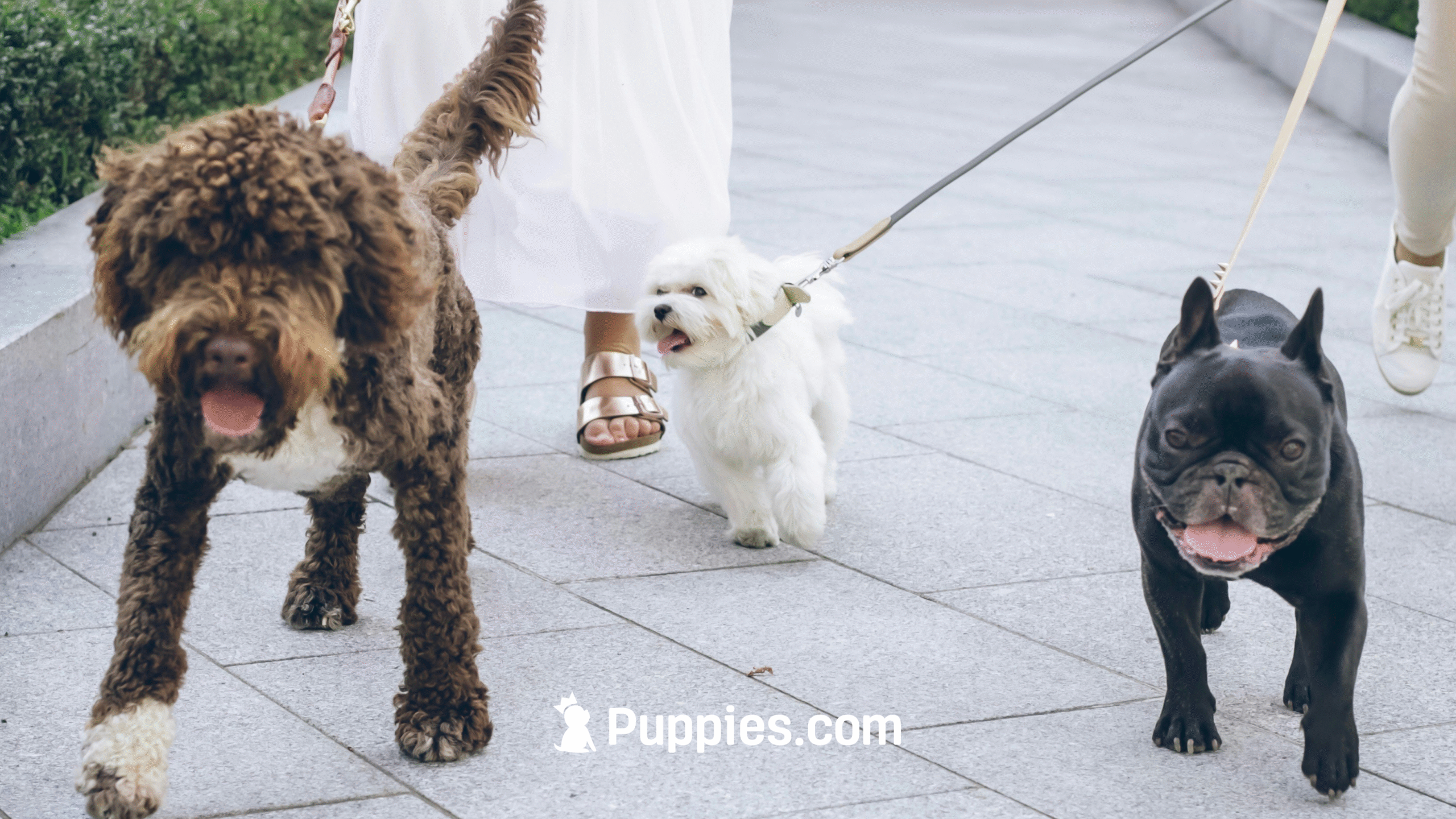 Paws in Public: How to Be a Considerate Dog Owner When Shopping