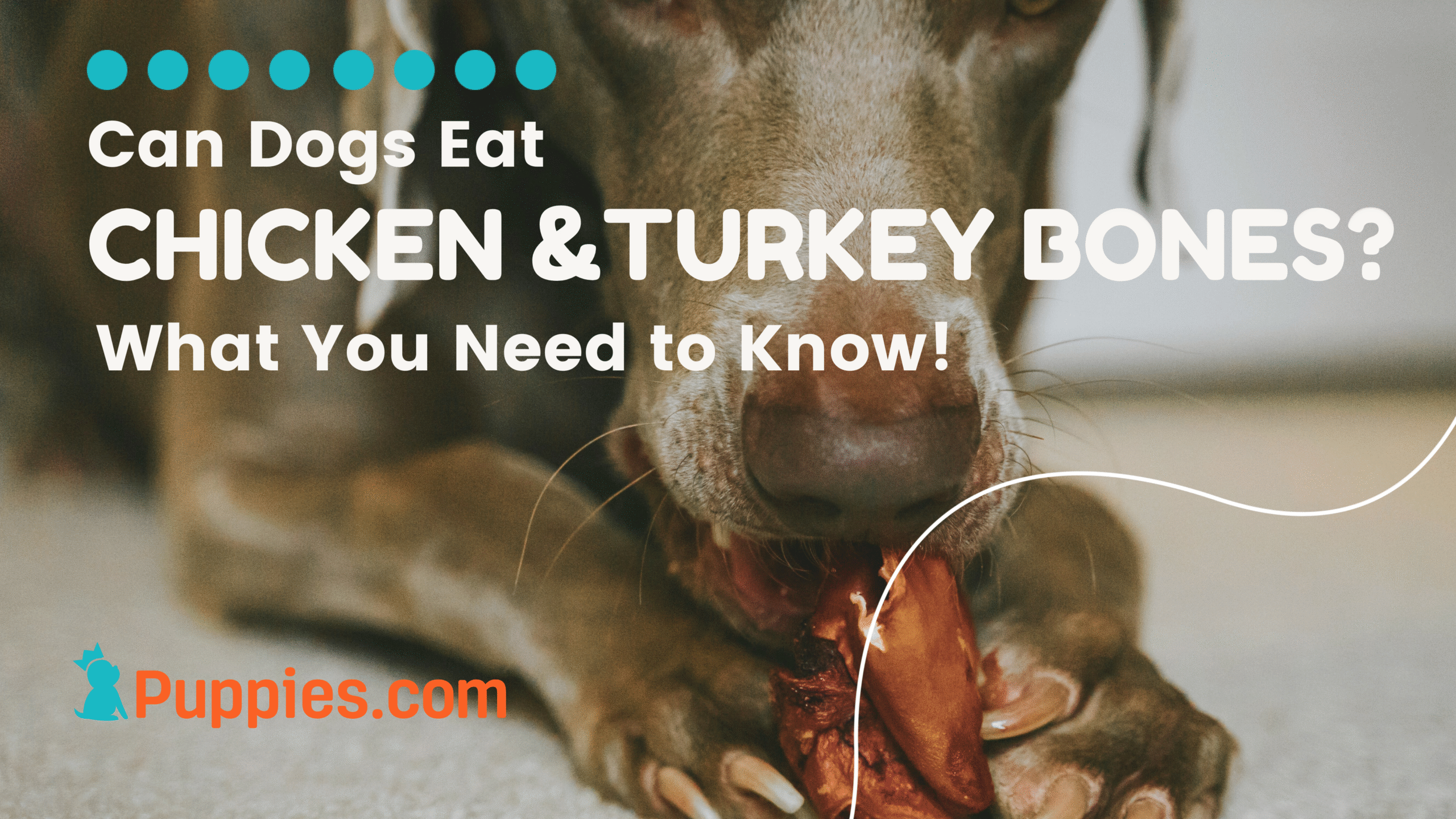 Is it Safe for My Dog to Eat Chicken Bones And Turkey Bones?