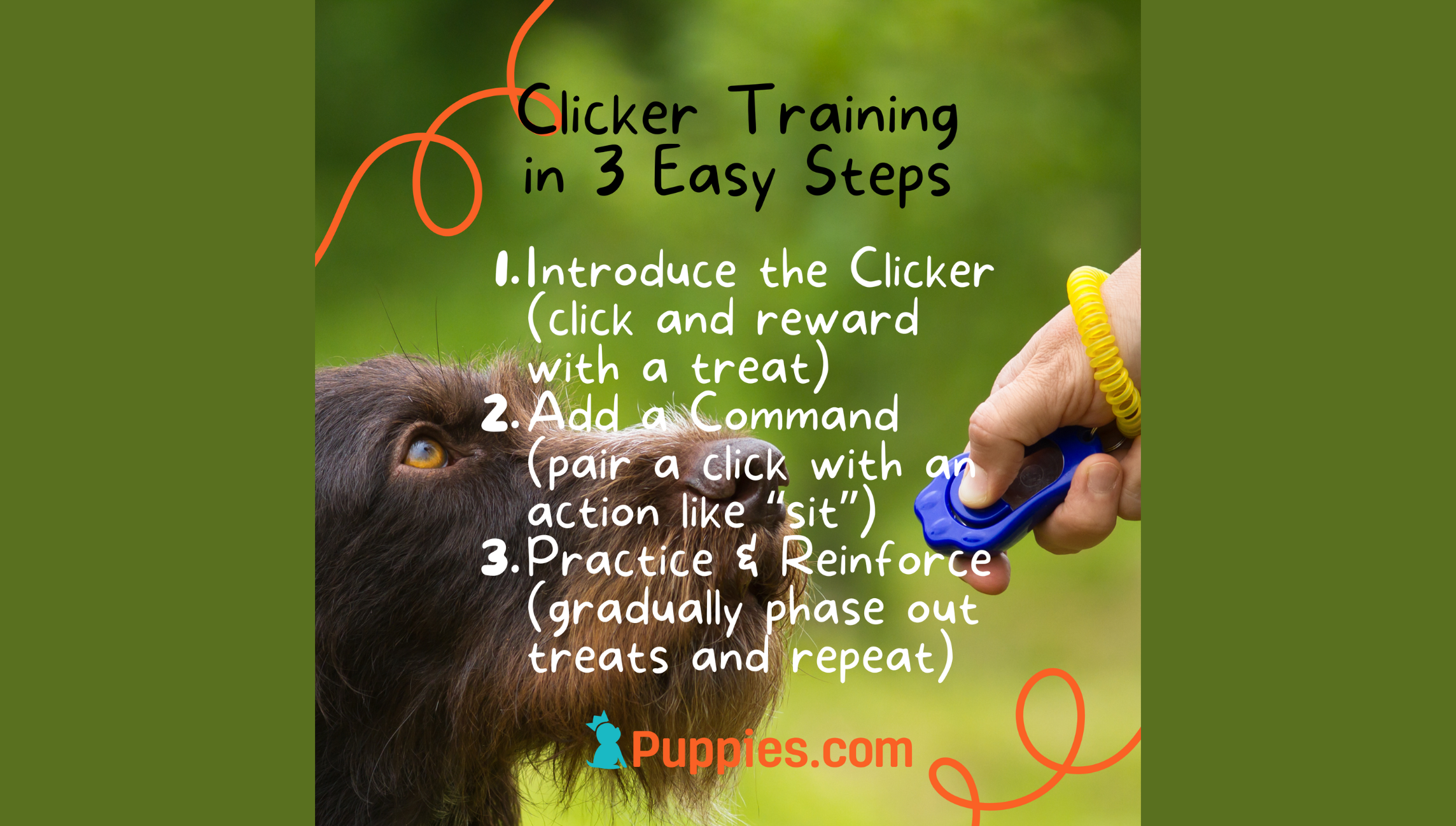Clicker Training 101: How to Teach Your Dog with Positive Reinforcement