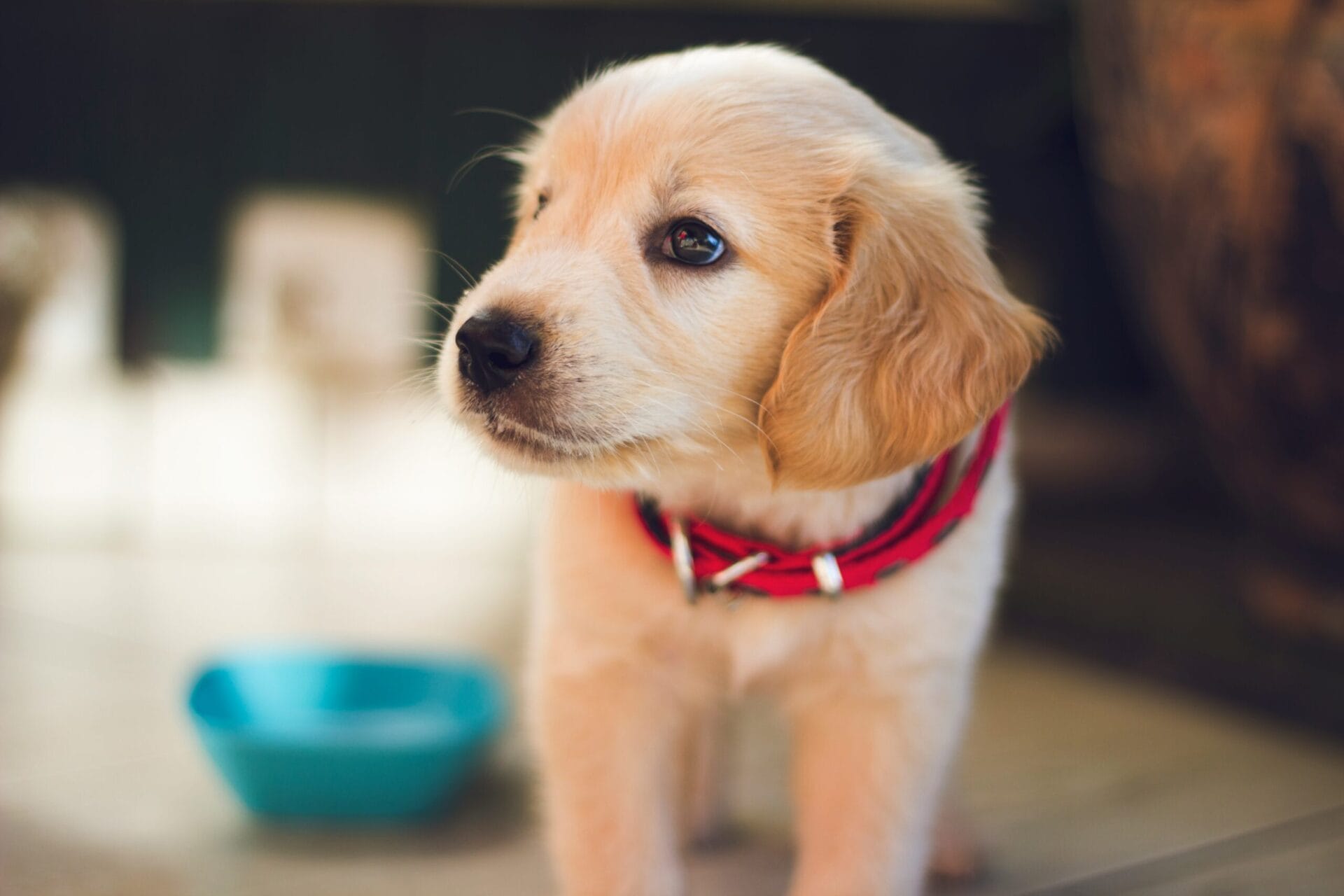 Dog Food Ingredients to Avoid: Protecting Your Pup’s Health