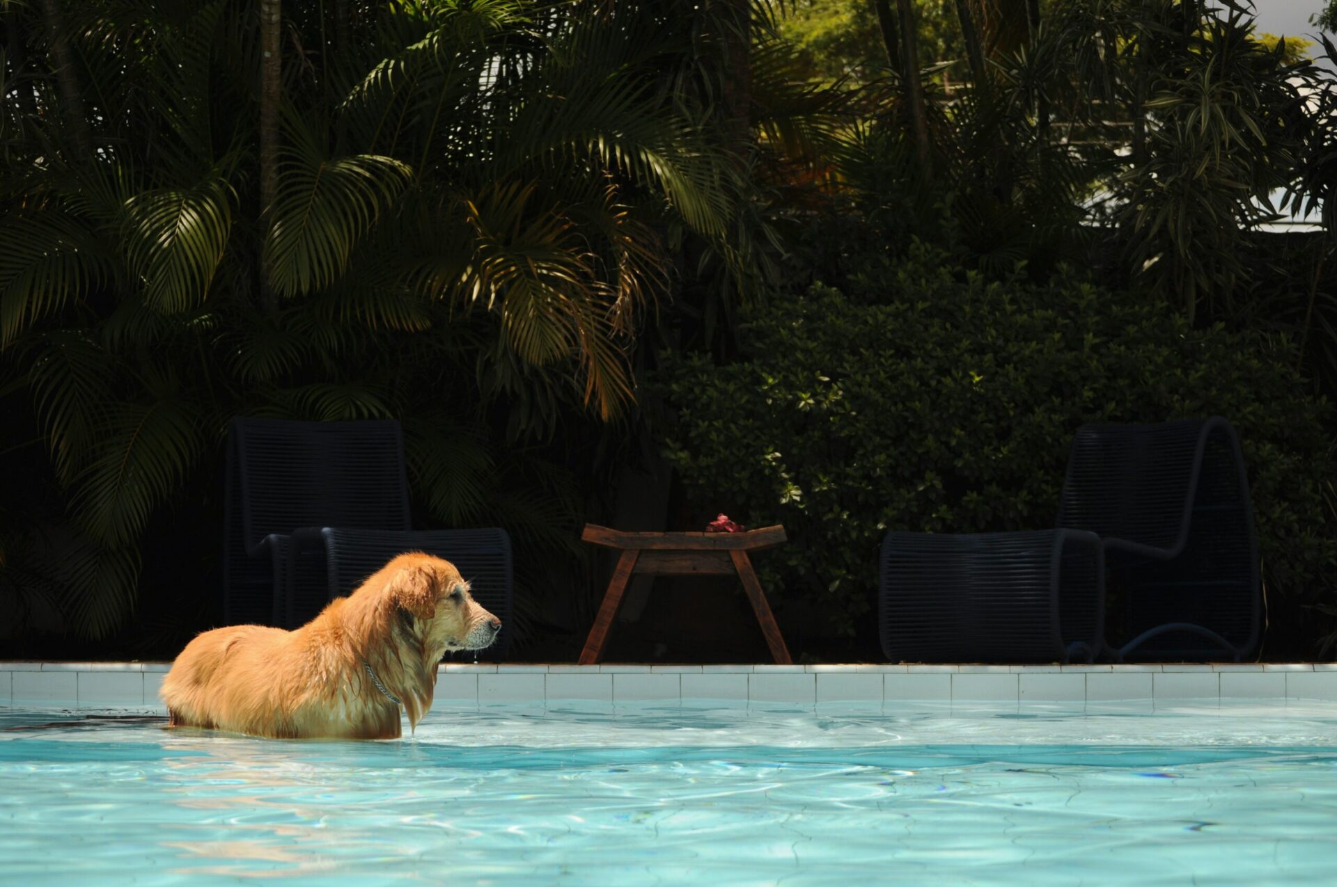 Keeping Your Dog Cool in the Summer