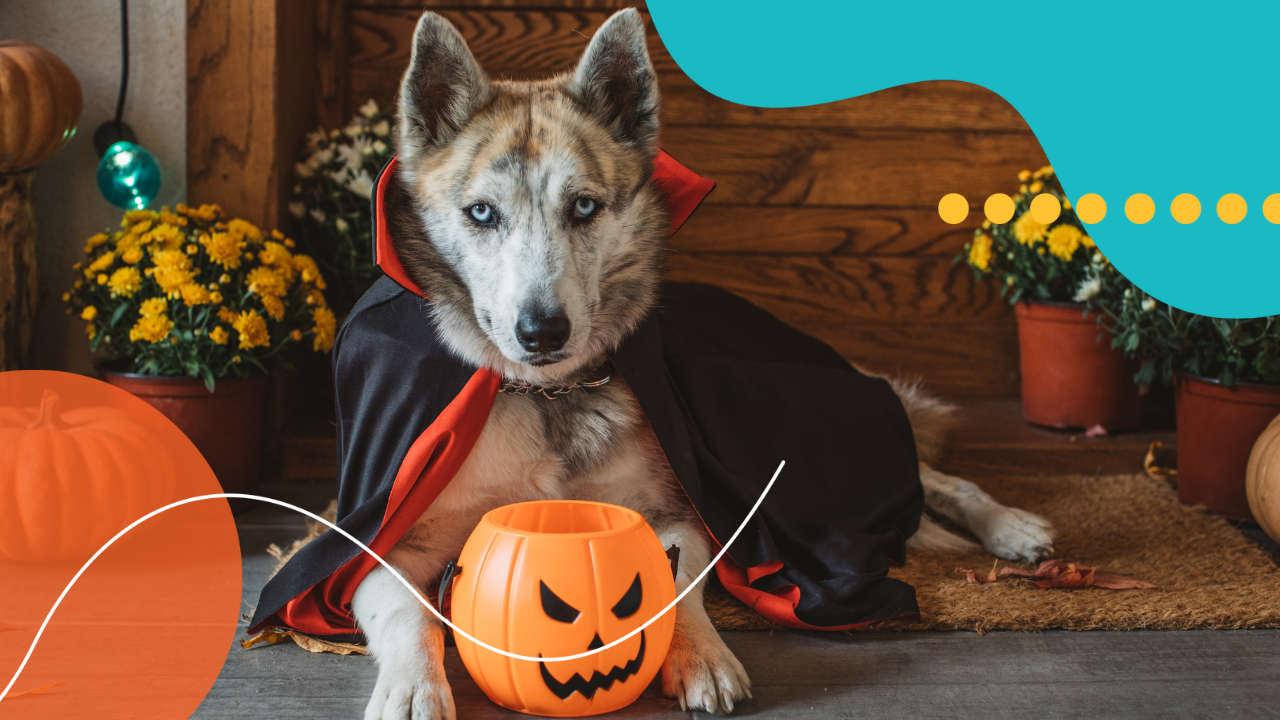 Making Magical Halloween Memories with Your Pet