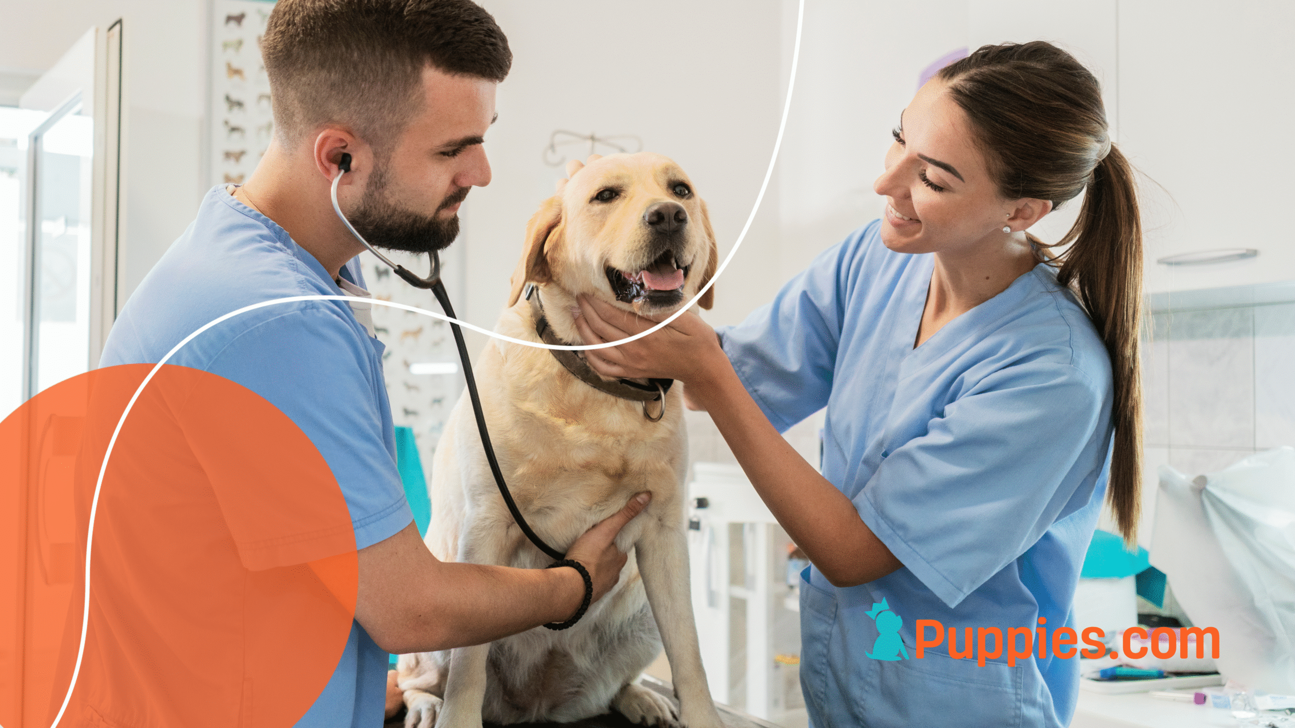 Where Dogs Live Their Best Lives: Ranking the Healthiest U.S. States for Dogs